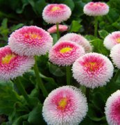 雛菊(蘇菲亞)種子、花卉種子、花種、盆花